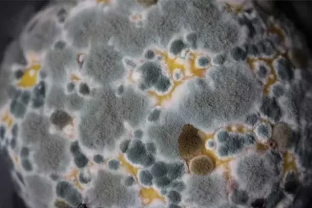 How Dangerous Can Mold Really Be And How To Handle It 1