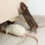 Rat Extermination for Older Homes Effective Strategies for a Pest-Free Environment