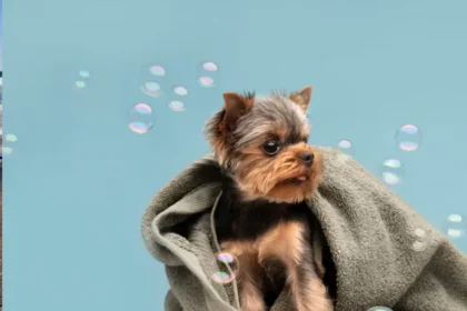 Why In Home Dog Grooming NYC Is Growing in Popularity