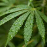 How Cannabis Dispensaries Improve Access and Convenience