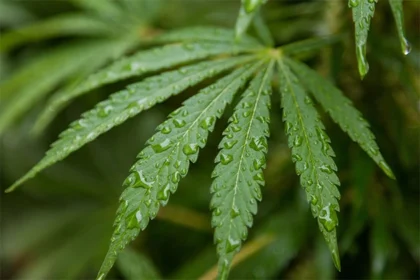 How Cannabis Dispensaries Improve Access and Convenience