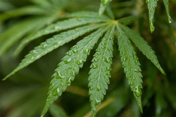 How Cannabis Dispensaries Improve Access and Convenience