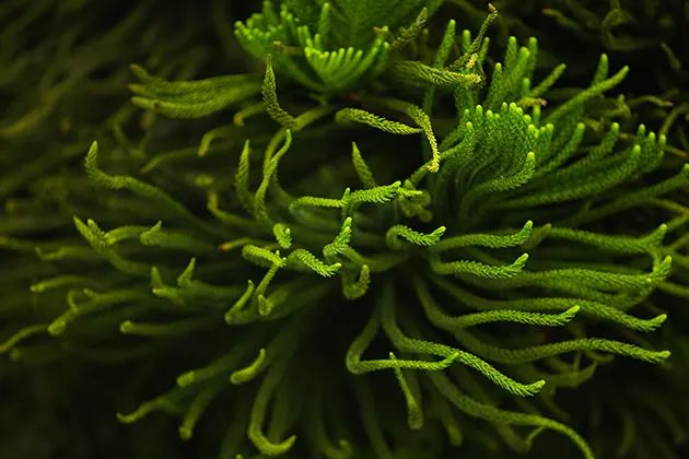 Is sea moss good for diabetes