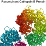 Applications of Recombinant Cathepsin B Protein in Neurodegenerative Disease Research