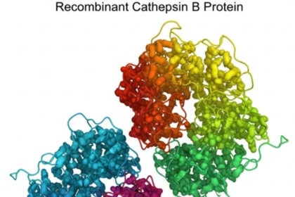 Applications of Recombinant Cathepsin B Protein in Neurodegenerative Disease Research