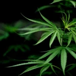 How Cannabis Is Influencing San Diego’s Wellness and Lifestyle Scene