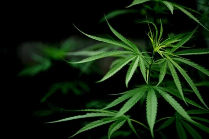 How Cannabis Is Influencing San Diego’s Wellness and Lifestyle Scene
