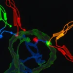 What Is the Role of Phospho Specific Antibodies in Lung Cancer Research