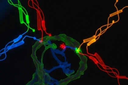 What Is the Role of Phospho Specific Antibodies in Lung Cancer Research